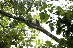 Cercopithecus ascanius schmidti