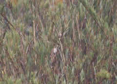 Cistothorus apolinari