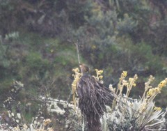 Grallaria quitensis