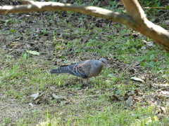 Streptopelia orientalis