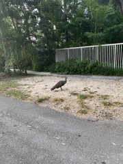 Pavo cristatus × muticus