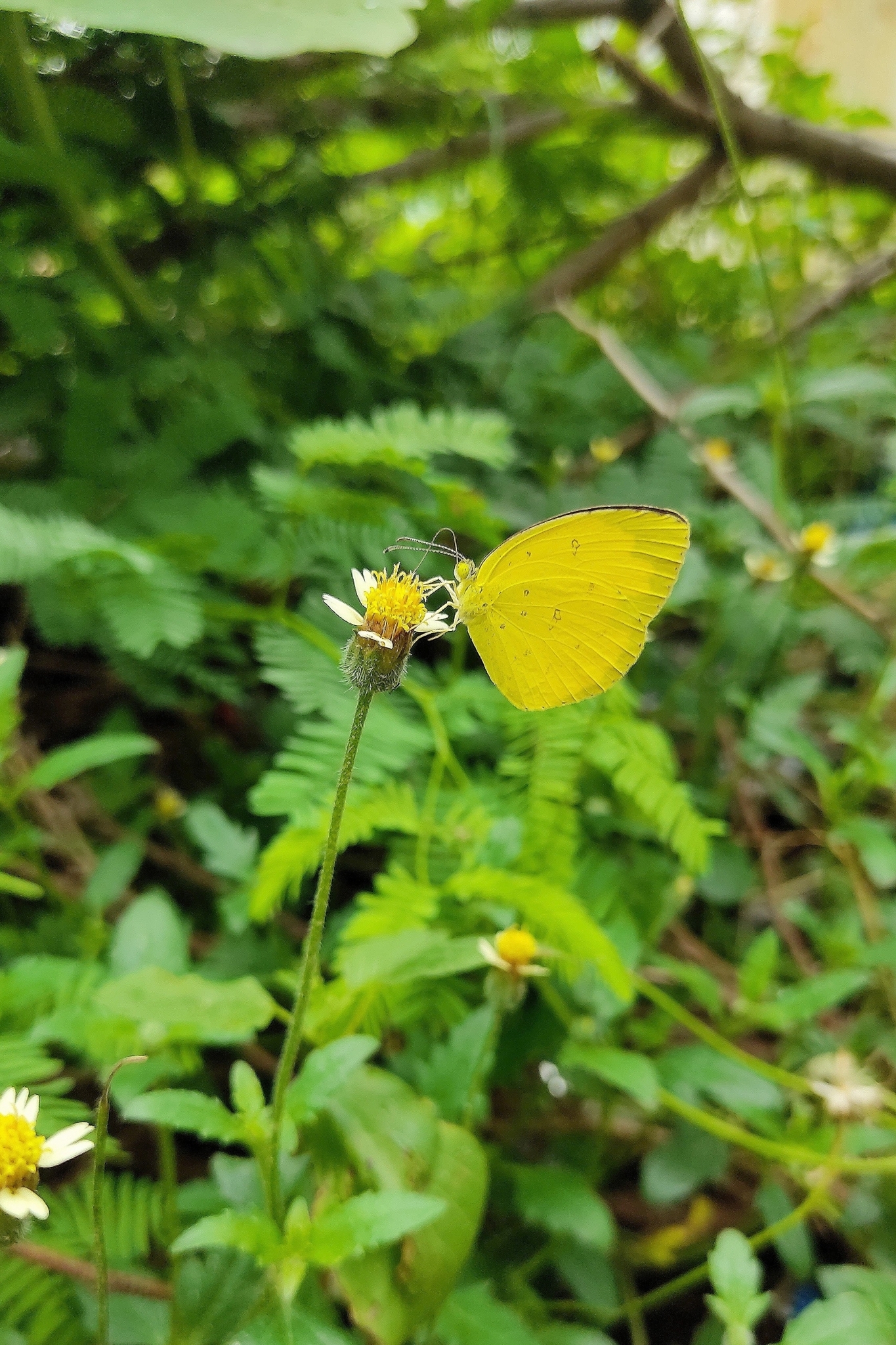 Common Grass Yellow