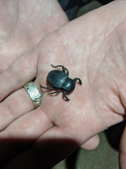 Gonopus