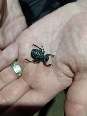 Gonopus