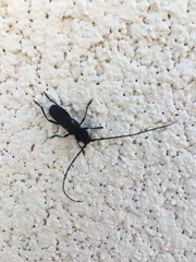 Tragidion coquus