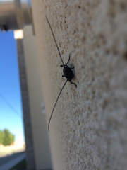 Tragidion coquus