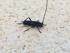 Tragidion coquus