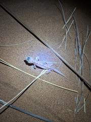 Pachydactylus rangei