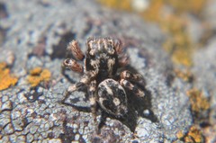 Habronattus fallax