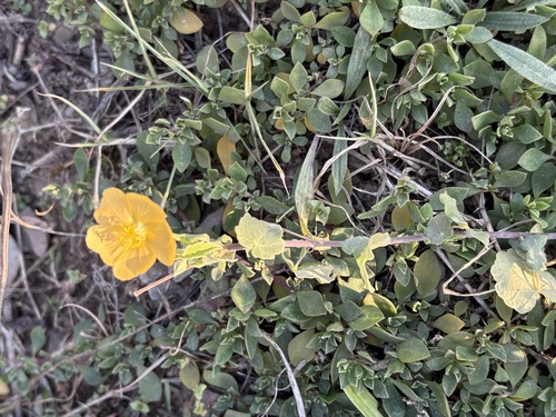 Abutilon sonneratianum (Abutilon sonneratianum)