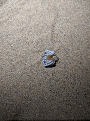 Carparachne aureoflava