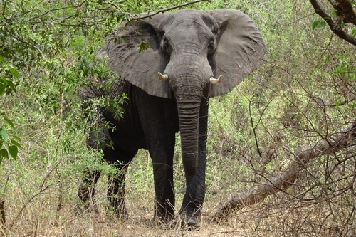 African Savanna Elephant