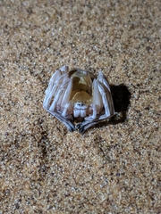 Carparachne aureoflava