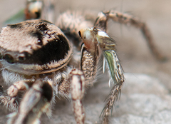 Habronattus klauseri