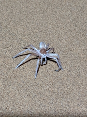 Carparachne aureoflava