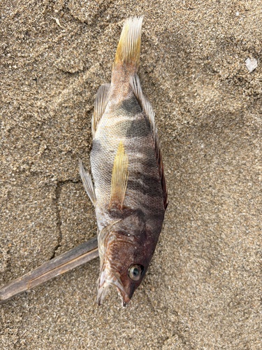 Serranus scriba