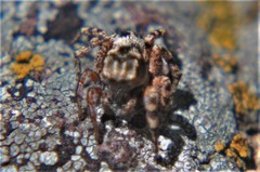 Habronattus fallax