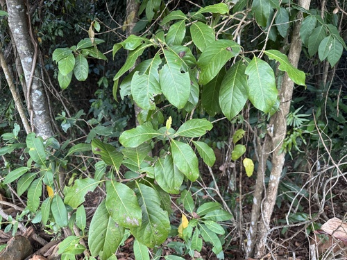 Rhodomyrtus macrocarpa observed 2025-07-29