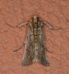 Melitara subumbrella