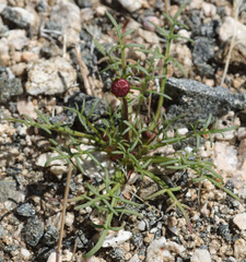 Leptosyne douglasii