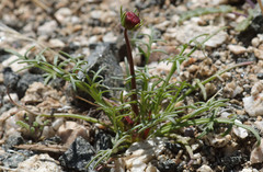Leptosyne douglasii