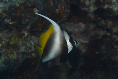 Heniochus singularius