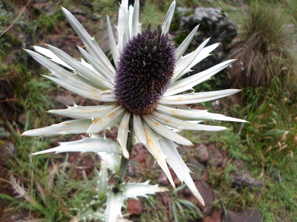 Eryngium proteiflorum from Cd. de México, México on September 25, 2013