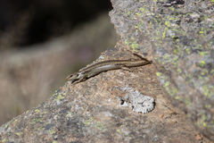 Oligosoma grande
