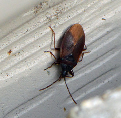 Gastrodes walleyi
