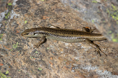Oligosoma grande
