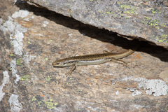 Oligosoma grande