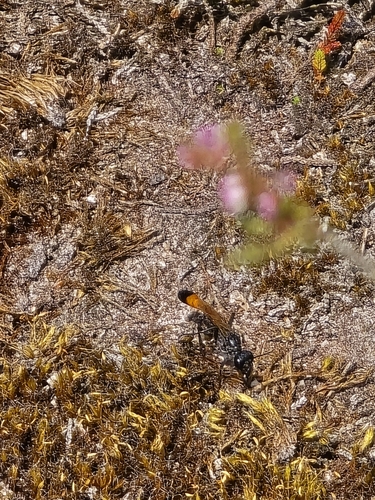 Red-belted Sand Wasp, 5066 BT Moergestel, Nederland, photo 9 of 10