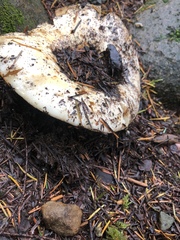 Russula cascadensis