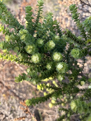 Limestone Caperose (Cliffortia schlechteri)