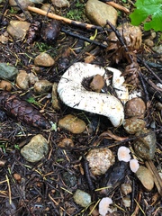 Russula cascadensis