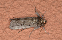 Melitara subumbrella