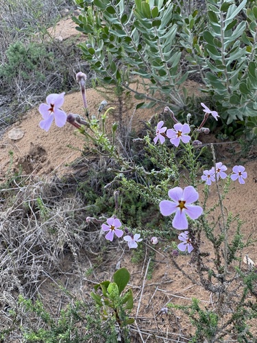 Star Jaybee (Jamesbrittenia stellata)