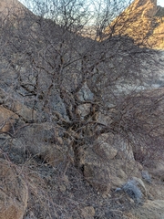 Commiphora glaucescens