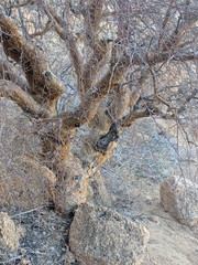 Commiphora glaucescens