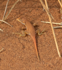 Meroles cuneirostris