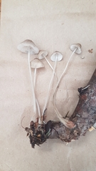 Mycena occidentalis