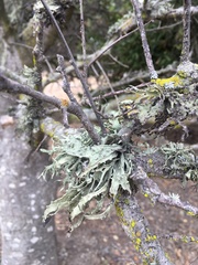 Ramalina subleptocarpha