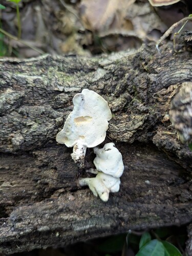 Loweomyces fractipes