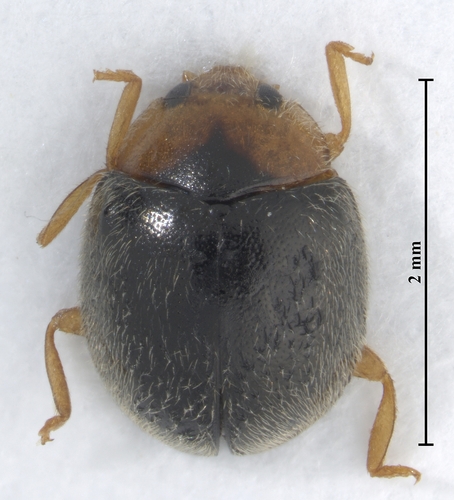 Scymnus rubromaculatus