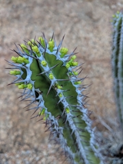 Euphorbia virosa