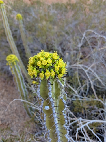 Euphorbia avasmontana image