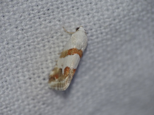 Eublemma candidana