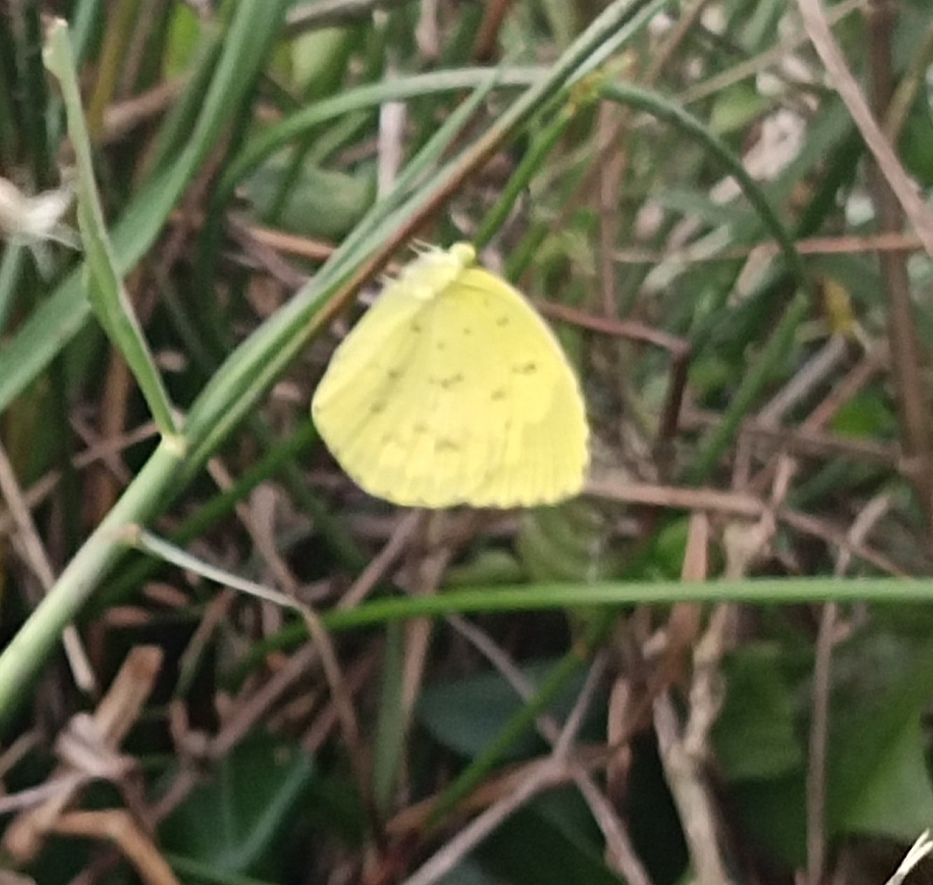 Common Grass Yellow