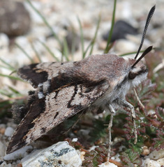 Euproserpinus phaeton