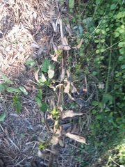 Salvia pentstemonoides